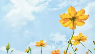 🌼二本柳 🌼のヘアスタイル