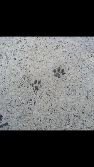 マツエク・マツパ なかむら 🪡のマツエク・マツパデザイン