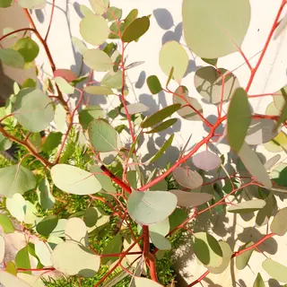 マツエク・マツパ なかむら 🪡のマツエク・マツパデザイン