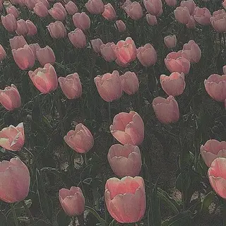 🌼二本柳 🌼のヘアスタイル