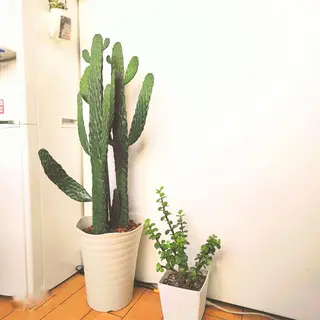 お顔のむくみたるみ 専門☆美容鍼小顔矯正のエステ・リラクイメージ