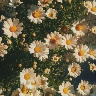 ネイル nicolenail /emureのネイルデザイン