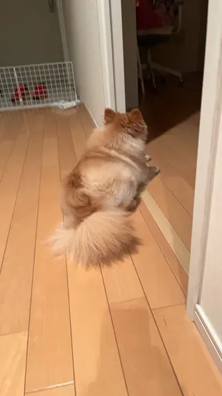 紙屋 隼人のヘアスタイル