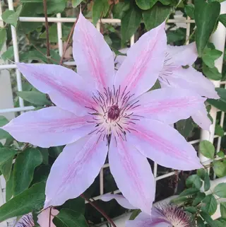 マツエク・マツパ なかむら 🪡のマツエク・マツパデザイン