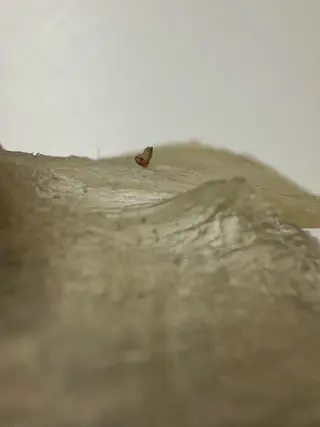 ヌーベル プリュムのその他イメージ