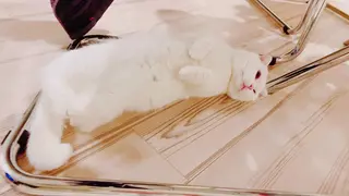 マツエク・マツパ 神山 ビューティー・アイのマツエク・マツパデザイン