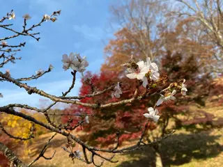 🤍 RUNA🤍のマツエク・マツパデザイン