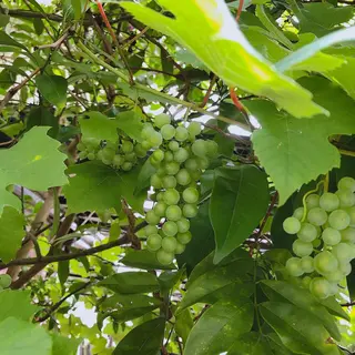 マツエク・マツパ なかむら 🪡のマツエク・マツパデザイン