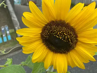ネイル Nailsalon Sunflowerのネイルデザイン
