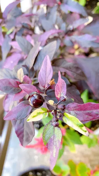 Nakamura Atsukoの眉毛・アイブロウイメージ