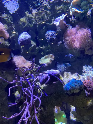 マツエク・マツパ 🌊♡ 京急川崎のマツエク・マツパデザイン