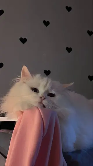 マツエク・マツパ 🎀eyelist. mizuki🐈⬛の眉毛・アイブロウイメージ