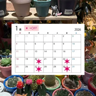 🌺chord /momone🌺のヘアスタイル