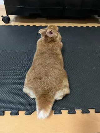 マツエク・マツパ 紙屋 隼人のヘアスタイル