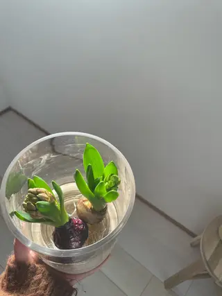 マツエク・マツパ eyan _kco 西宮/甲子園口のマツエク・マツパデザイン