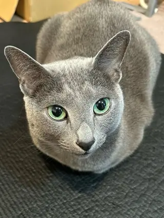 ショート カラー パーマ アニメ,Vオタク× 即効痩せエステサロンのエステ・リラクイメージ