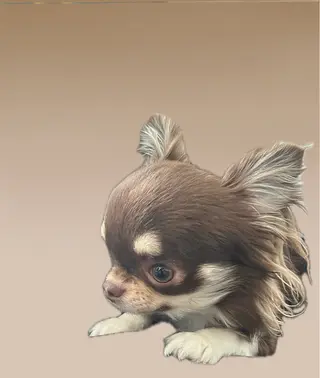 高橋 ともかのマツエク・マツパデザイン