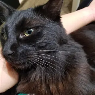 麻里 杏彩のヘアスタイル