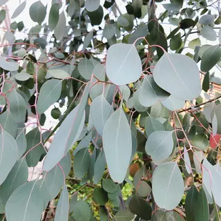 マツエク・マツパ なかむら 🪡のマツエク・マツパデザイン