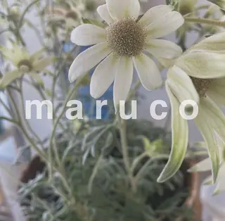 マツエク・マツパ なかむら 🪡のマツエク・マツパデザイン