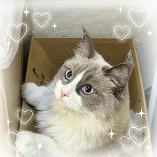 ネイル yumi nail sisiのネイルデザイン