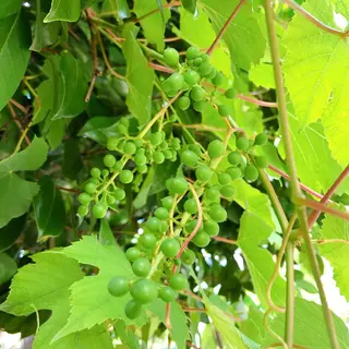 マツエク・マツパ なかむら 🪡のマツエク・マツパデザイン