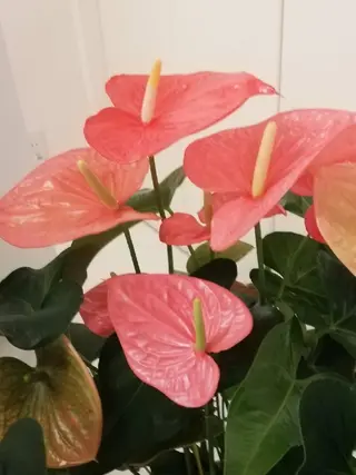 深層リンパオイル/小 顔とドライヘッドスパのエステ・リラクイメージ