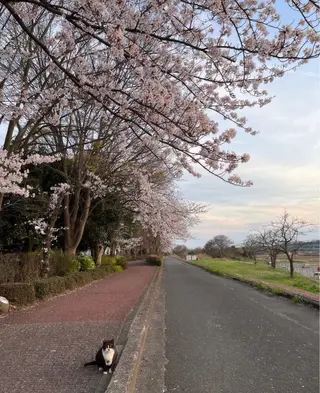 CSサロン Amule所属・Amule anna🦋のエステ・リラクイメージ