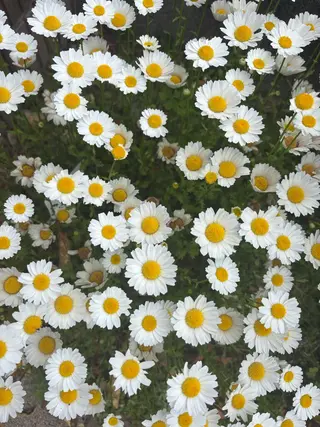 ネイル 🌲🌳🚪iiit o🌲🌳🌲のネイルデザイン