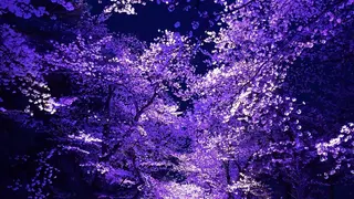 田中 実咲のヘアスタイル