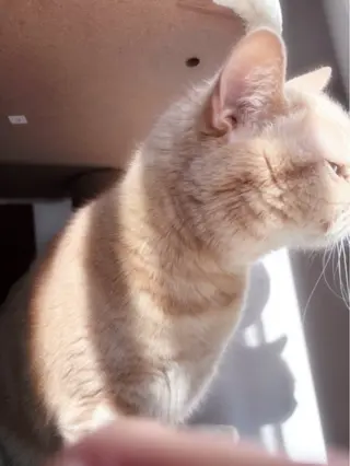 OLIVIA EBISU松村　代表のマツエク・マツパデザイン