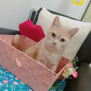 USAMiMi 🐰💕のネイルデザイン