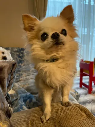 無料ショートモデル 募集中❗️秋山ひらいのヘアスタイル