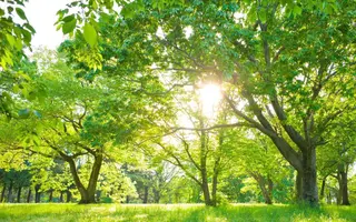 香りの家ローズマリー 🌿アロマリンパのエステ・リラクイメージ