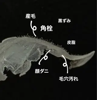 メンズ Unknown honokaの眉毛・アイブロウイメージ