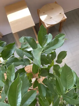 マツエク・マツパ piha MOEKOのマツエク・マツパデザイン