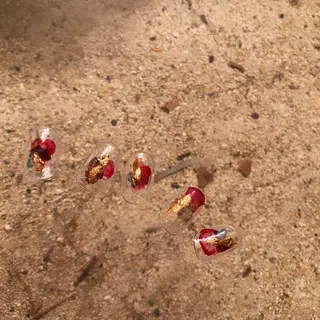 ネイル Miyagi Asamiのネイルデザイン