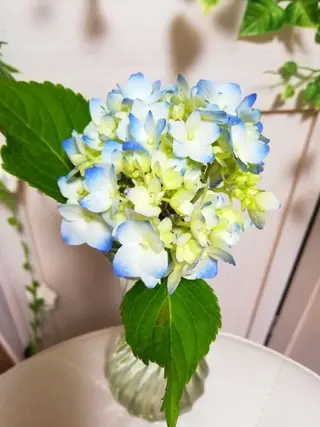 完全個室サロン🌹 angelux🌹のマツエク・マツパデザイン