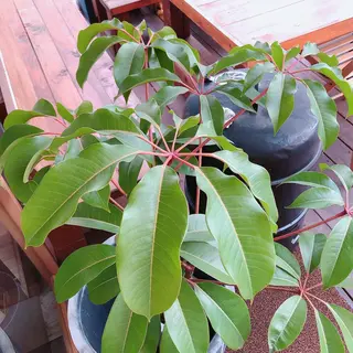 マツエク・マツパ なかむら 🪡のマツエク・マツパデザイン