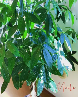 マツエク・マツパ Sayo Naraharaのマツエク・マツパデザイン