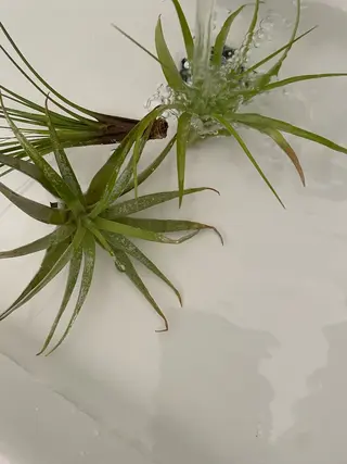 マツエク・マツパ eyan _kco 西宮/甲子園口のマツエク・マツパデザイン