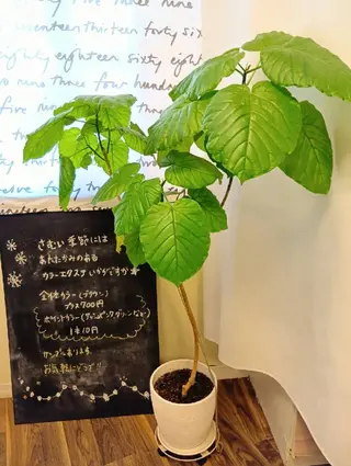 村上 綾のマツエク・マツパデザイン