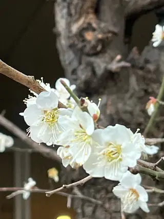 小鴨 美佳のヘアスタイル