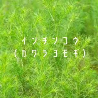 最先端温活・痩身 よもぎ・ハーブ蒸しのエステ・リラクイメージ