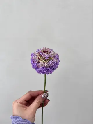 🌸花屋併設🌸寺島 秀美のヘアスタイル