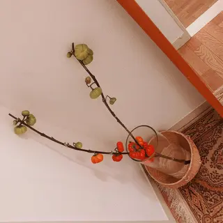 マツエク・マツパ なかむら 🪡のマツエク・マツパデザイン