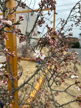 🦖ノザワ リンカ🦖のヘアスタイル