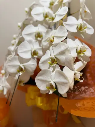 memoTo..所属・memoTo.. 川和町のマツエク・マツパデザイン