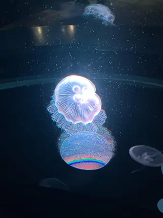 森 瑞紀のネイルデザイン