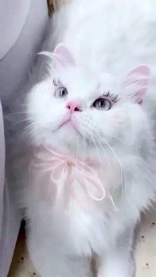 マツエク・マツパ 🎀eyelist. mizuki🐈‍⬛の眉毛・アイブロウイメージ